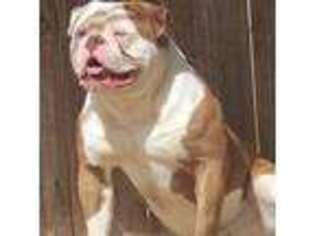 American Bulldog Puppy for sale in Shawnee, OK, USA