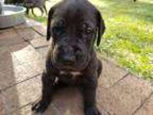 Great Dane Puppy for sale in Brian Head, UT, USA