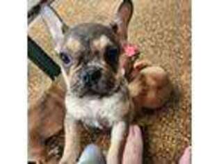 French Bulldog Puppy for sale in Deltona, FL, USA
