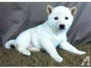 Shiba Inu Puppy for sale in OZARK, MO, USA