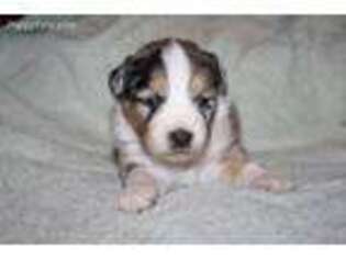 Miniature Australian Shepherd Puppy for sale in Licking, MO, USA