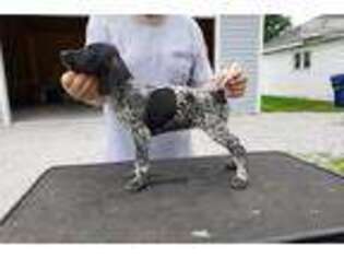 German Shorthaired Pointer Puppy for sale in South Bend, IN, USA