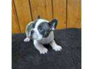 French Bulldog Puppy for sale in Beloit, WI, USA