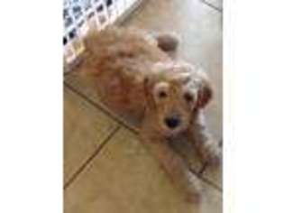 Goldendoodle Puppy for sale in Helotes, TX, USA