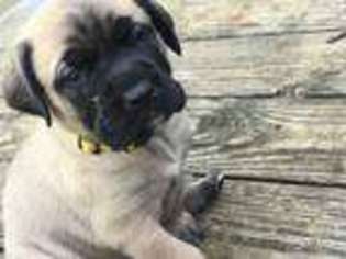 Mastiff Puppy for sale in Lebanon, MO, USA