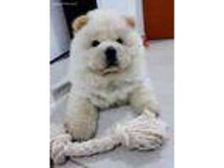 Chow Chow Puppy for sale in Deerfield Beach, FL, USA