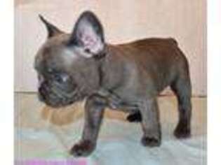 French Bulldog Puppy for sale in Apache Junction, AZ, USA
