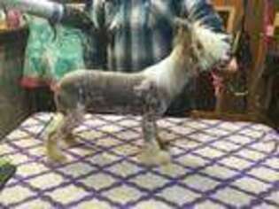 Chinese Crested Puppy for sale in Pittsburgh, PA, USA