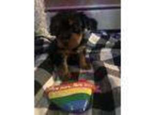 Yorkshire Terrier Puppy for sale in Plattsburgh, NY, USA