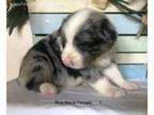 Australian Shepherd Puppy for sale in Morganton, GA, USA