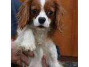Cavalier King Charles Spaniel Puppy for sale in Loganton, PA, USA