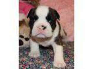 Bulldog Puppy for sale in Little Elm, TX, USA