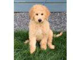 Goldendoodle Puppy for sale in Blacksburg, VA, USA