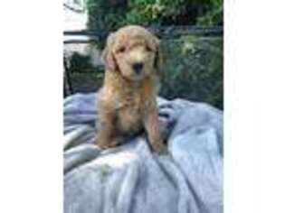 Labradoodle Puppy for sale in East Earl, PA, USA