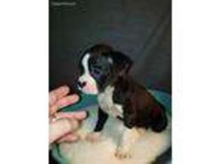 Boxer Puppy for sale in Moro, IL, USA
