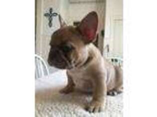 French Bulldog Puppy for sale in Brownwood, TX, USA