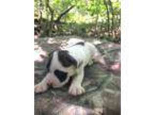 American Bulldog Puppy for sale in Chattahoochee, FL, USA