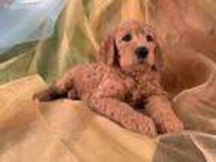 Labradoodle Puppy for sale in Joice, IA, USA