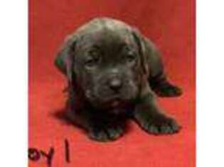 Cane Corso Puppy for sale in Athens, GA, USA