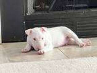 Bull Terrier Puppy for sale in Raeford, NC, USA