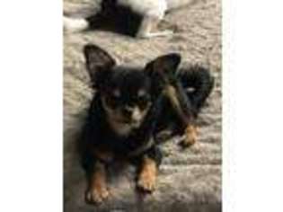 Chihuahua Puppy for sale in Rockvale, TN, USA