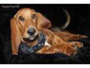Basset Hound Puppy for sale in Hillsboro, WV, USA