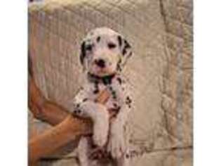 Dalmatian Puppy for sale in Haines City, FL, USA