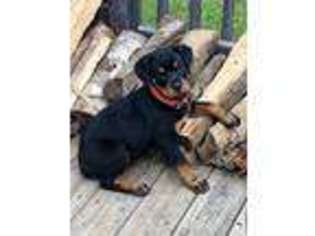 Rottweiler Puppy for sale in Taylorsville, NC, USA