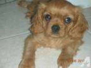 Cavalier King Charles Spaniel Puppy for sale in FORT PIERCE, FL, USA
