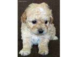 Mutt Puppy for sale in Lakeview, OH, USA