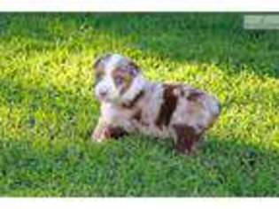 Australian Shepherd Puppy for sale in Little Rock, AR, USA