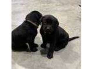 Labrador Retriever Puppy for sale in Loogootee, IN, USA