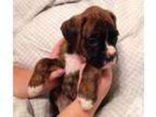 Boxer Puppy for sale in LAKE WALES, FL, USA