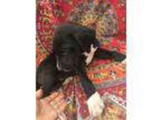Great Dane Puppy for sale in Captain Cook, HI, USA