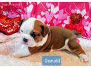 Olde English Bulldogge Puppy for sale in Salem, OR, USA