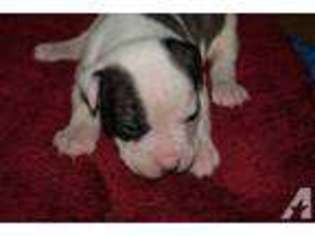 American Bulldog Puppy for sale in ARKANSAS CITY, KS, USA