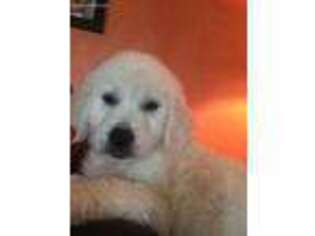 Mutt Puppy for sale in Concordia, KS, USA