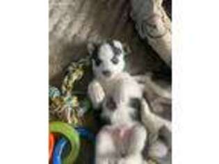 Siberian Husky Puppy for sale in Olean, NY, USA
