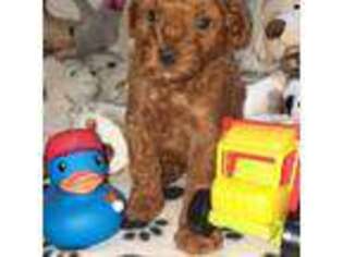 Mutt Puppy for sale in Mount Vernon, MO, USA