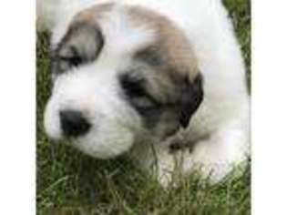 Great Pyrenees Puppy for sale in Soldotna, AK, USA