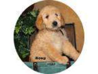 Goldendoodle Puppy for sale in SAINT LOUIS, MO, USA