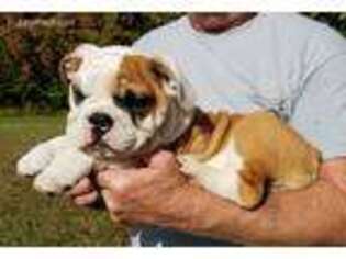 Bulldog Puppy for sale in Hornbeak, TN, USA