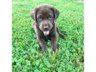 Labrador Retriever Puppy for sale in Upton, KY, USA