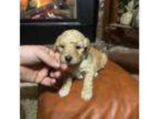 Mutt Puppy for sale in Winchester, IL, USA