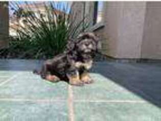 Havanese Puppy for sale in Fremont, CA, USA