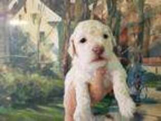 Goldendoodle Puppy for sale in Homosassa, FL, USA