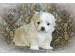 Mutt Puppy for sale in East Dubuque, IL, USA