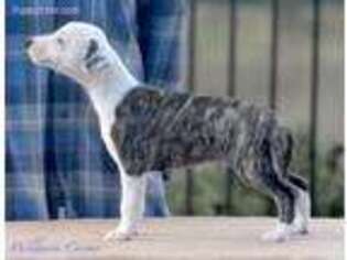 Whippet Puppy for sale in Santa Cruz, CA, USA