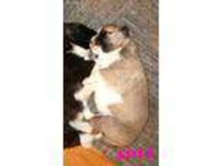 Akita Puppy for sale in Windsor, ME, USA