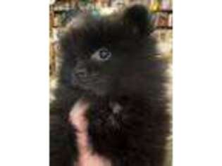 Pomeranian Puppy for sale in Baton Rouge, LA, USA